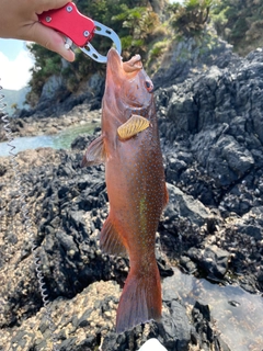 スジアラの釣果