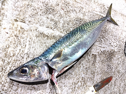 サバの釣果