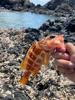 アカハタの釣果