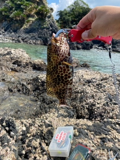 カンモンハタの釣果