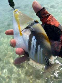 ムラサメモンガラの釣果