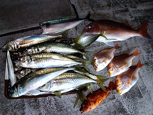 アジの釣果