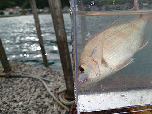 マダイの釣果