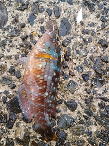 ホシササノハベラの釣果