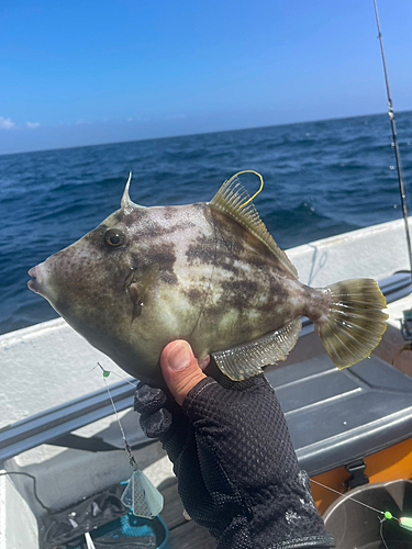 カワハギの釣果