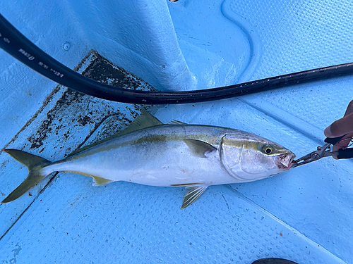 ハマチの釣果