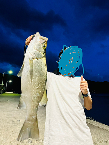 ヒラスズキの釣果