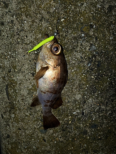 アカメバルの釣果