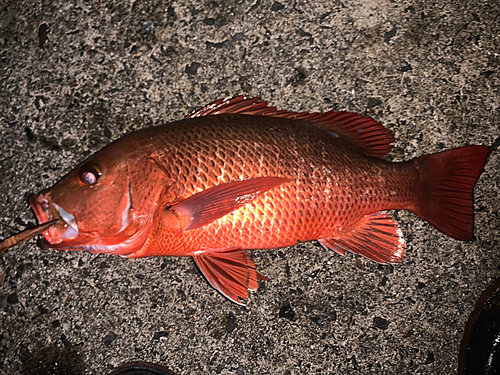 ゴマフエダイの釣果