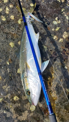 ヒラマサの釣果