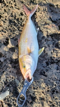 カンパチの釣果