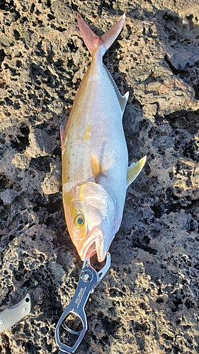 カンパチの釣果