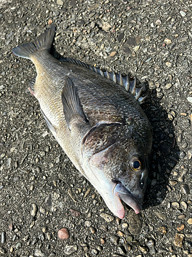 クロダイの釣果