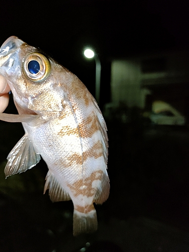 メバルの釣果