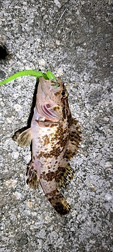 タケノコメバルの釣果