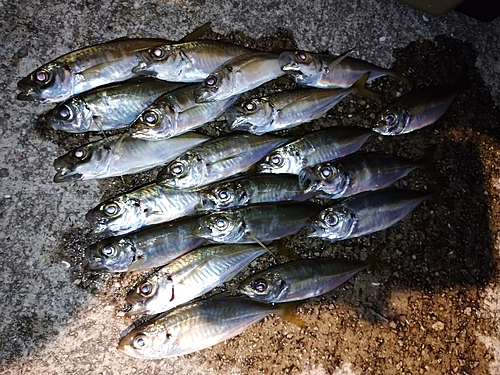 アジの釣果