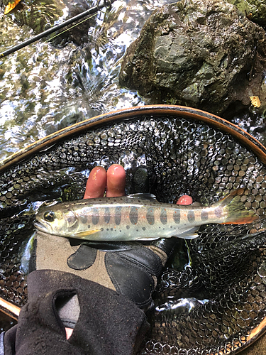 アマゴの釣果