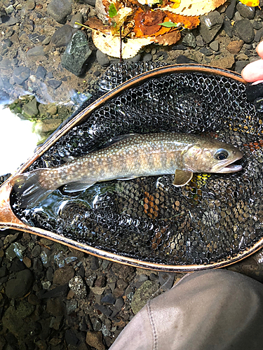 イワナの釣果