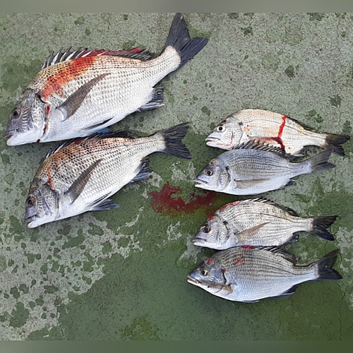 チヌの釣果