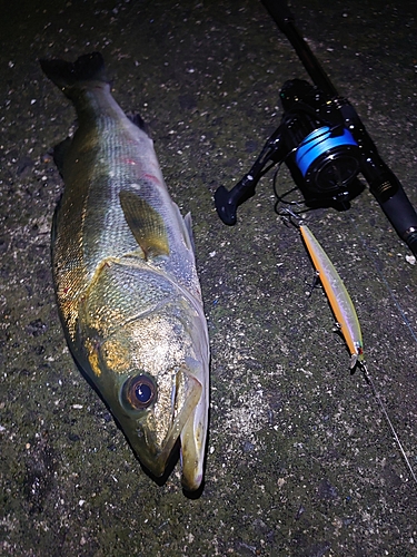 シーバスの釣果