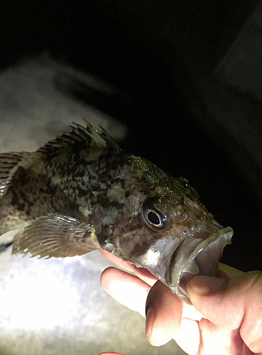 クロソイの釣果