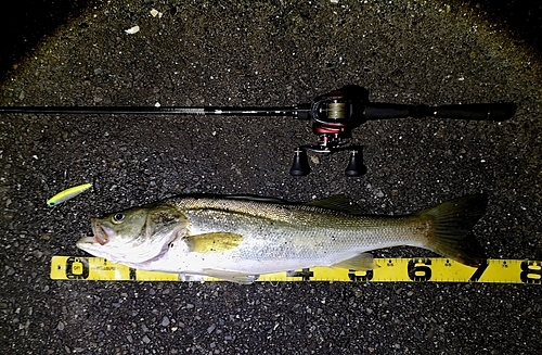 シーバスの釣果