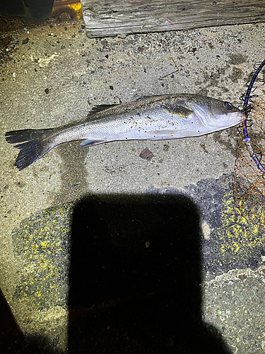 フッコ（マルスズキ）の釣果