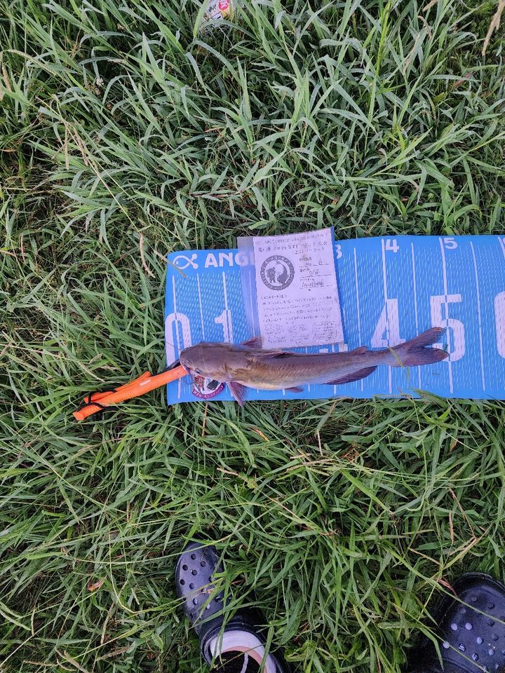 アメリカナマズ