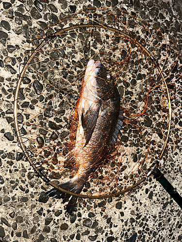 クロダイの釣果