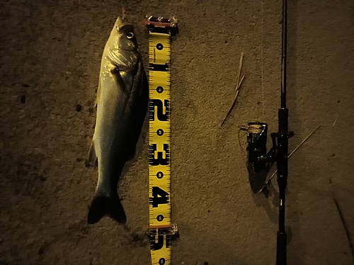 シーバスの釣果