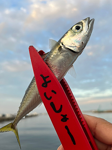 サバの釣果