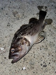 クロソイの釣果