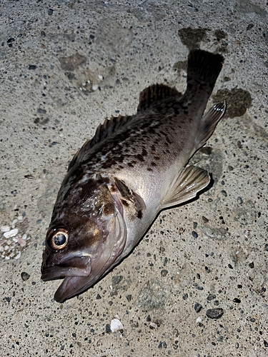 クロソイの釣果