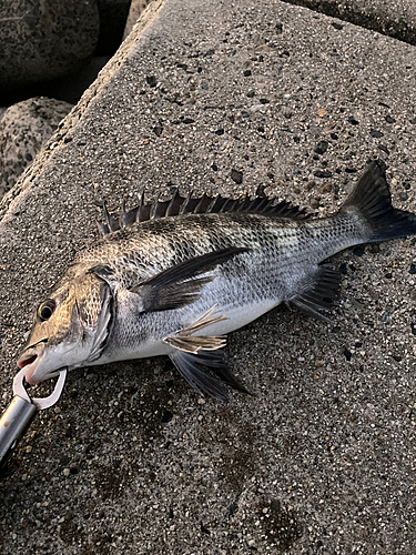 チヌの釣果