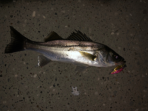 シーバスの釣果