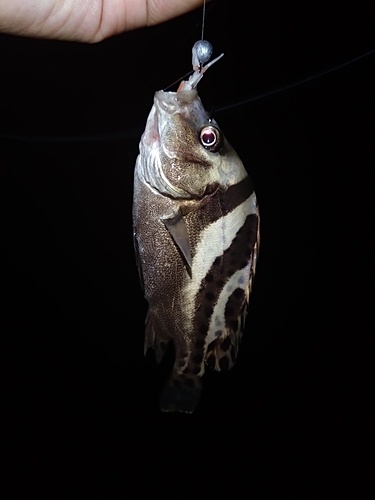 コショウダイの釣果