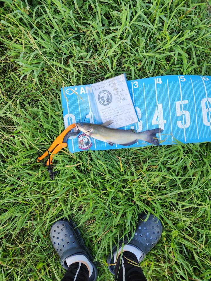 アメリカナマズ