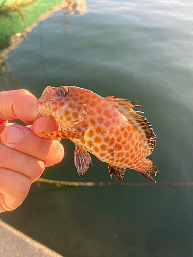 オオモンハタの釣果