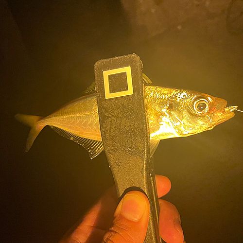 マアジの釣果