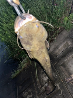 ナマズの釣果