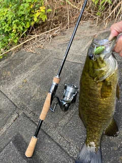 スモールマウスバスの釣果