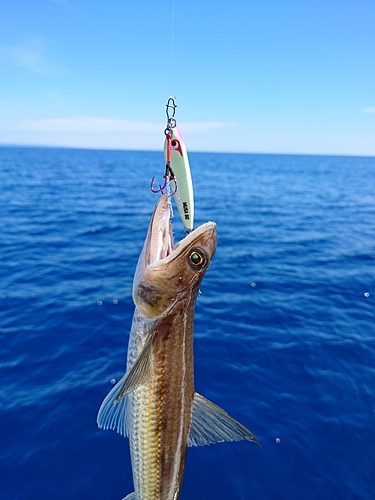 エソの釣果