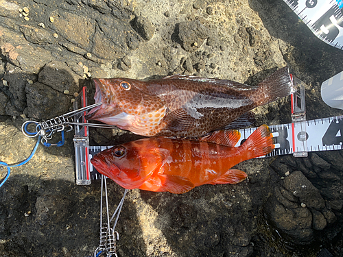 アカハタの釣果