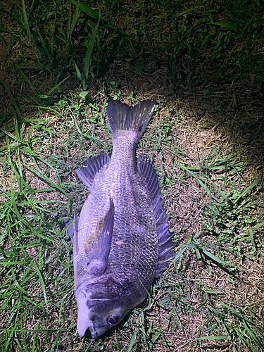 ウナギの釣果