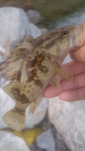 タケノコメバルの釣果