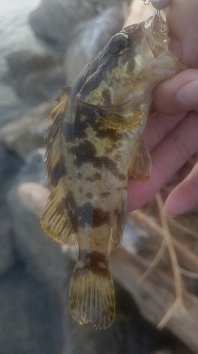 タケノコメバルの釣果