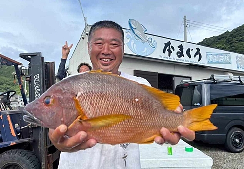 シブダイの釣果