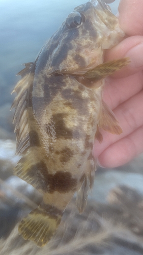 タケノコメバルの釣果