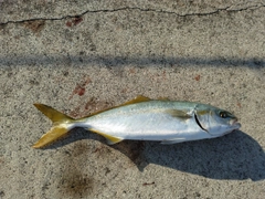 ワカシの釣果