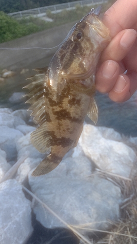 タケノコメバルの釣果